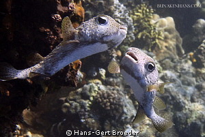 Porcupinefish
Do you want to go with me?
Bunaken,Sulawe... by Hans-Gert Broeder 